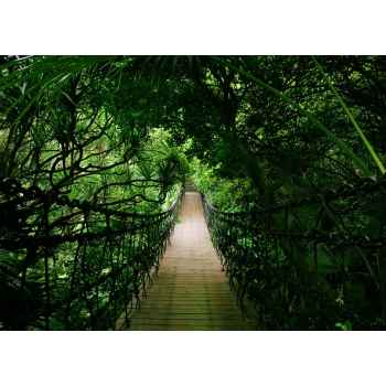 Αιωρούμενη γέφυρα μέσα στο δάσος