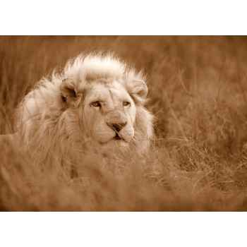 Λευκό λιοντάρι στην Αφρική