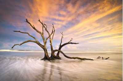 Νεκρό δέντρο στο ηλιοβασίλεμα της νότιας Καλιφόρνιας