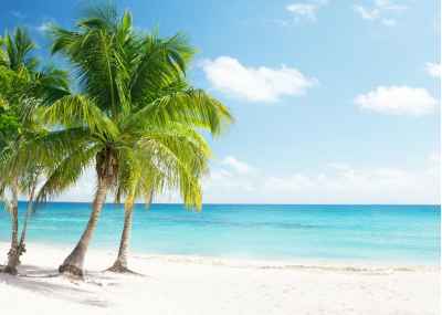 Παραλία στην Καραϊβική με φοίνικες