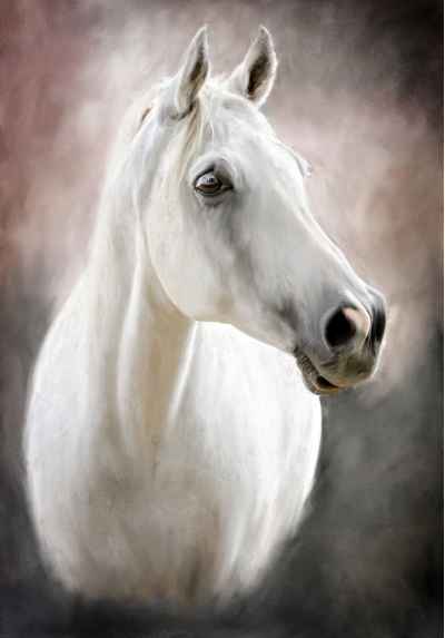 Πορτρέτο λευκού αλόγου