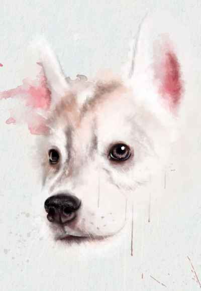 Πορτρέτο σκύλου χάσκυ